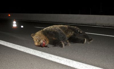 Ακόμη μία αρκούδα… θύμα τροχαίου